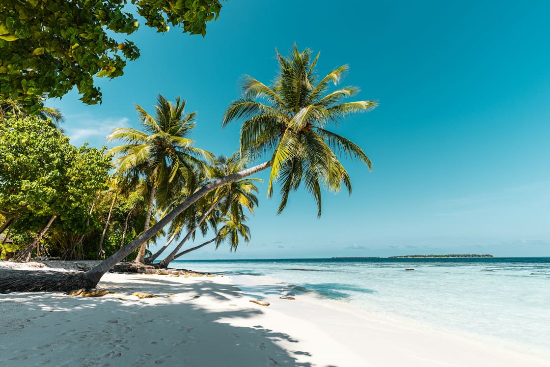 Palm trees leaning over a white-sand beach and clear turquoise water