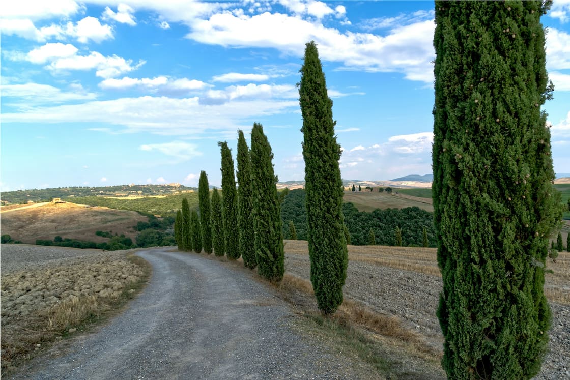 Cypress-lined gravel road winding through the Val d’Orcia hills in Tuscany
